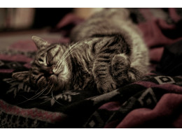 outer space cats animals 1920x1280 wallpaper_www.wallpaperhi.com_15.jpg