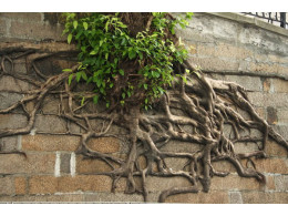 tree-roots-concrete-pavement-19.jpg