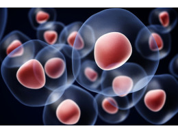 stem_cells.jpeg