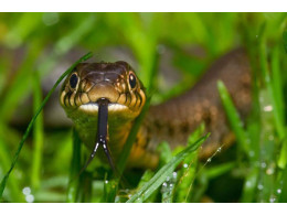 snakes4.jpg