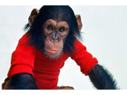 Animal-that-learn-to-use-language-3.jpg