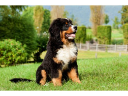 bernese-mountain-dog-med.jpg
