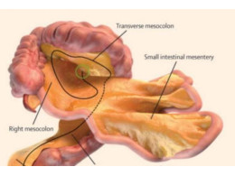 mesentery-0.jpg