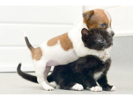 cat@dog.jpg