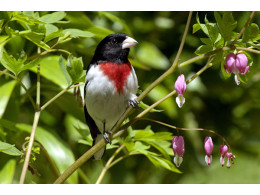 ROSE BREASTED GROSBEAK WITH BLEEDING HEARTS.jpg