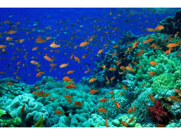 underwater-wallpaper-1920x1200-011.jpg