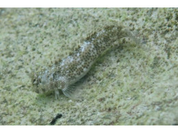 d1o50x50snmhul.cloudfront.netblenny-943f096590f54c5105295e679ca9b18f9f51fb7e-730x487.jpg