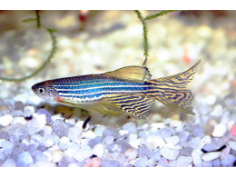 danio-rerio3.jpg