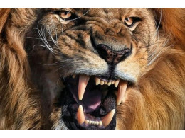 Lion-park.jpg
