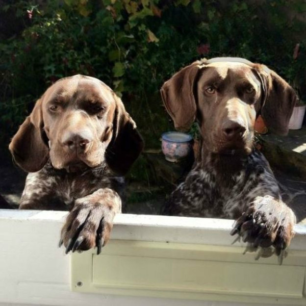 151223170946_dogs_3_624x624_janlofthouse_nocredit