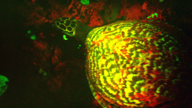 promo-neon-sea-turtle