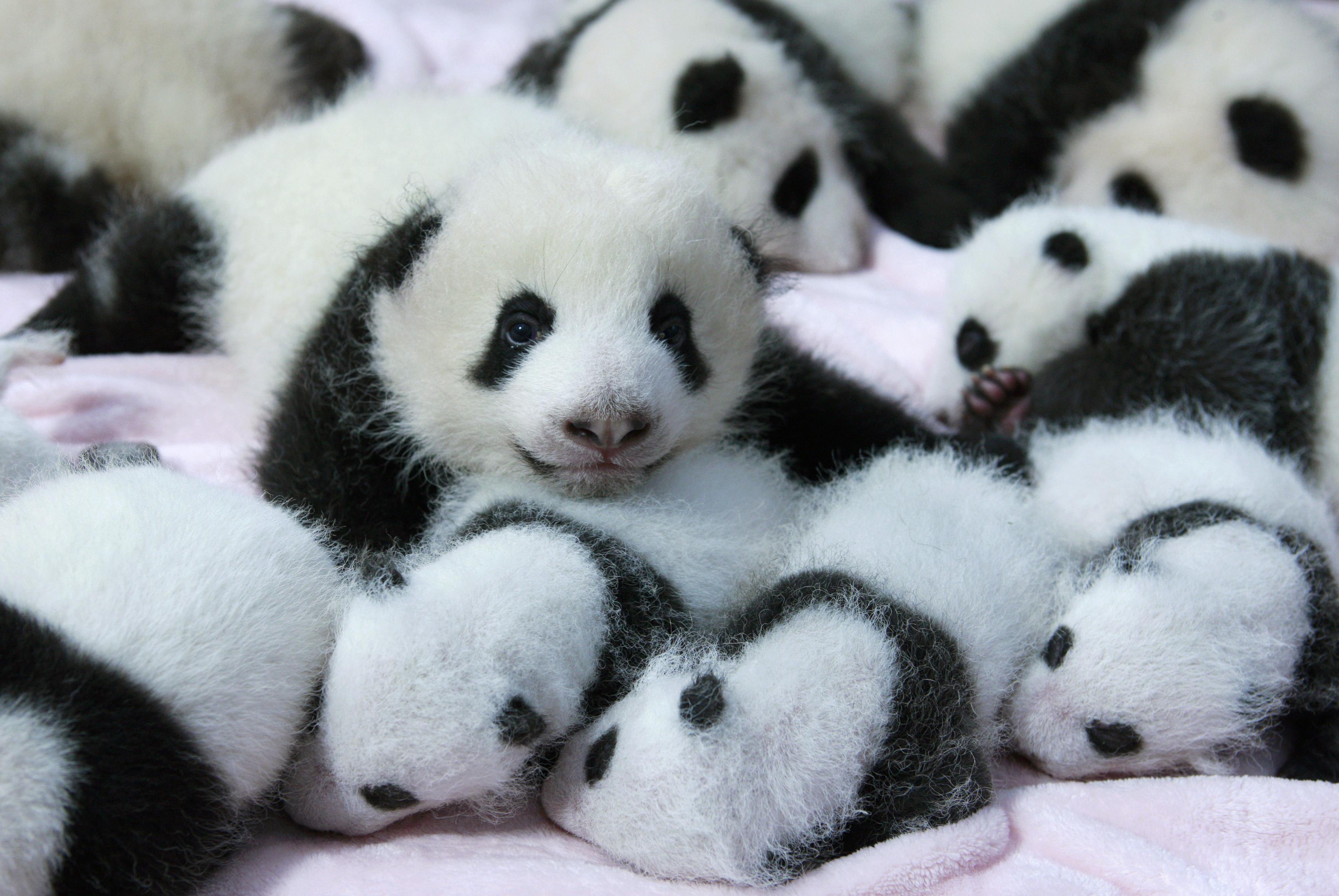 Панда сколько детенышей. Ясли для панд. Панда с детенышем фото. Большая Панда с детенышем. Маленькие панды.
